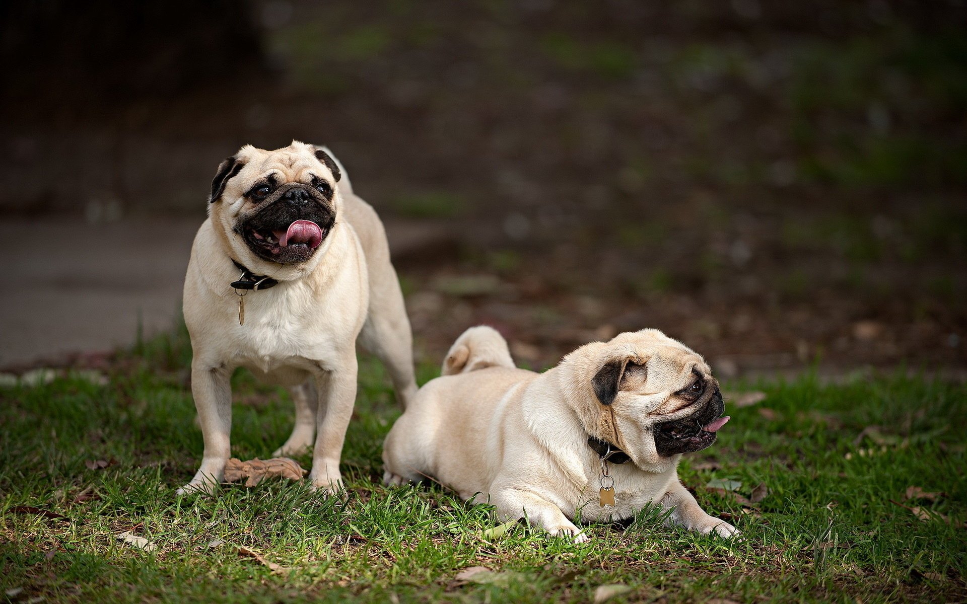 cani natura amici