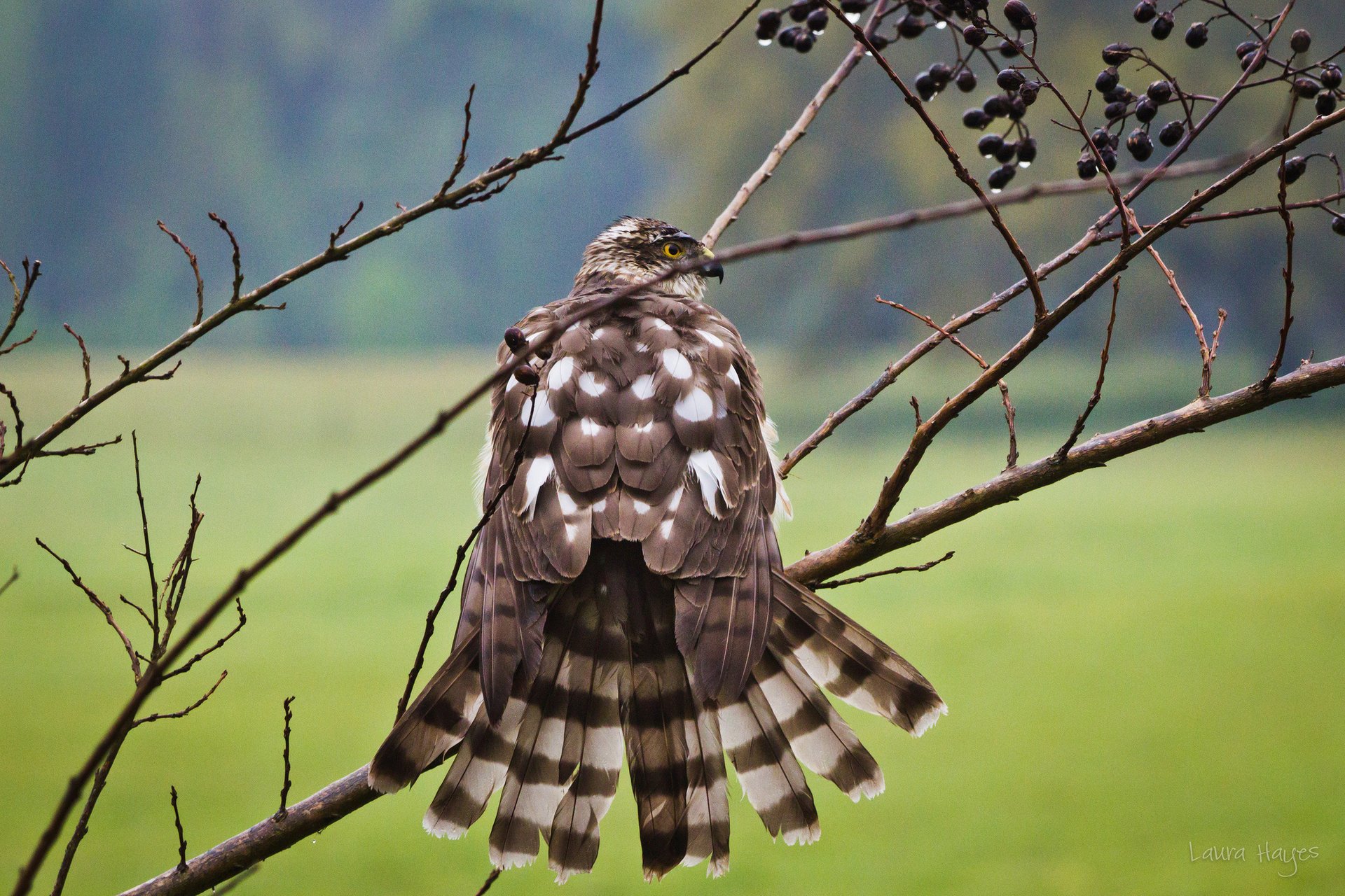 äste getrocknet vogel nach regen falke