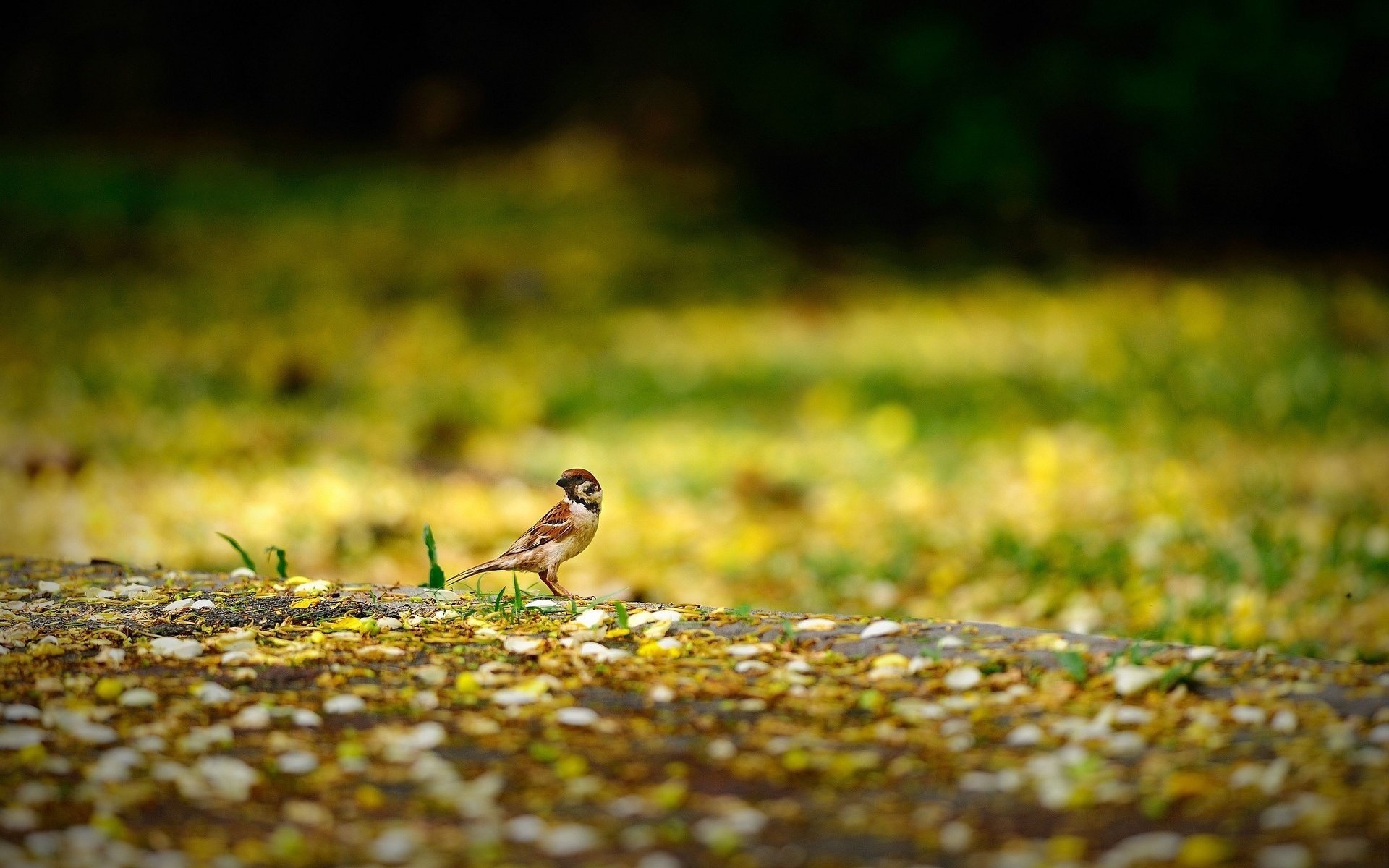 animaux moineau moineau oiseau jaune nature