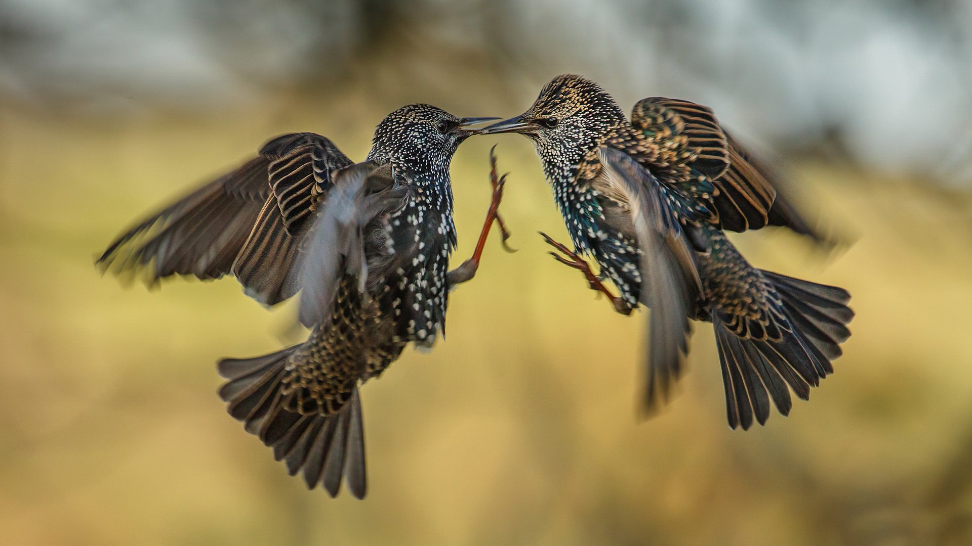 oiseaux bataille deux dans les airs