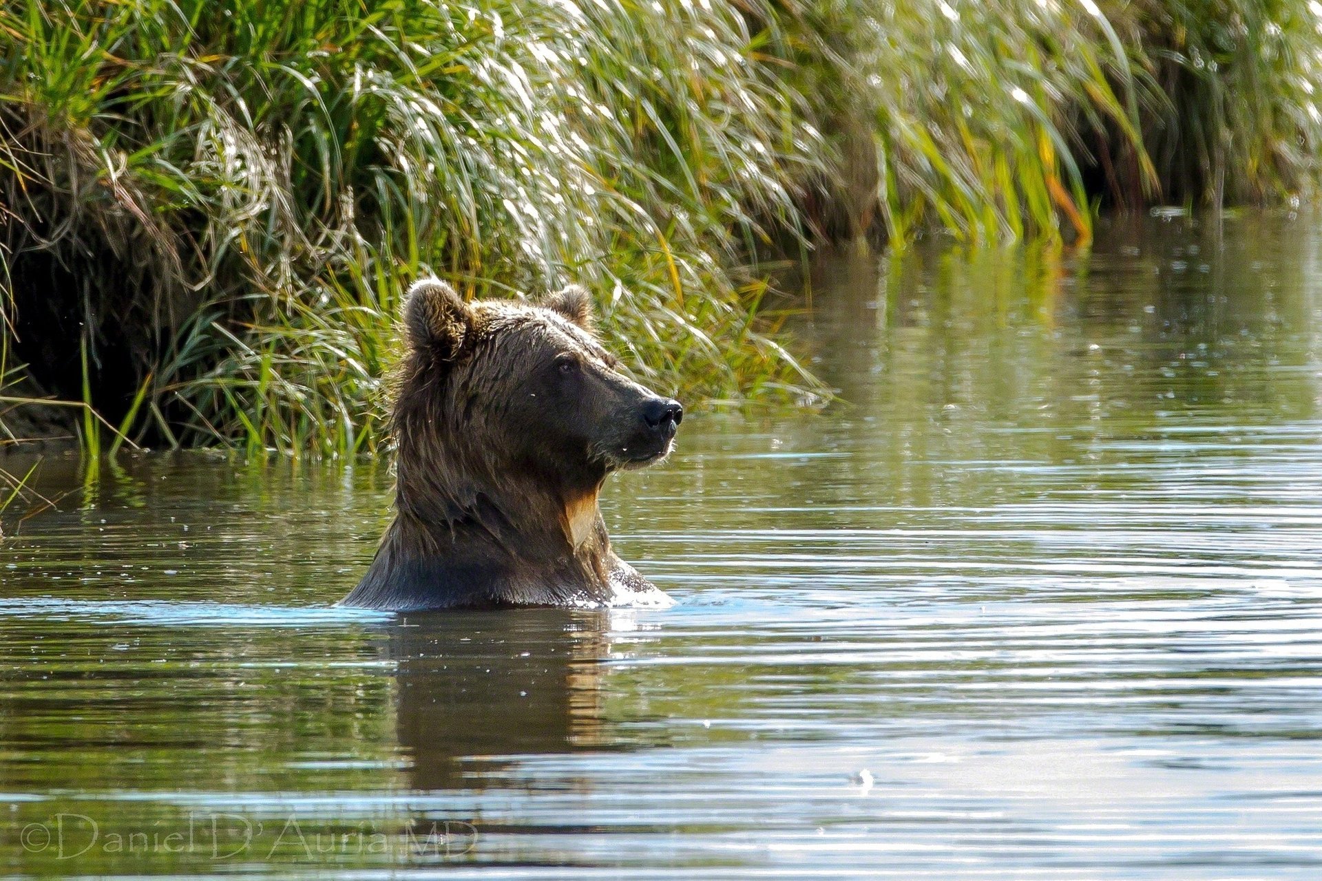 bear bathing water lake