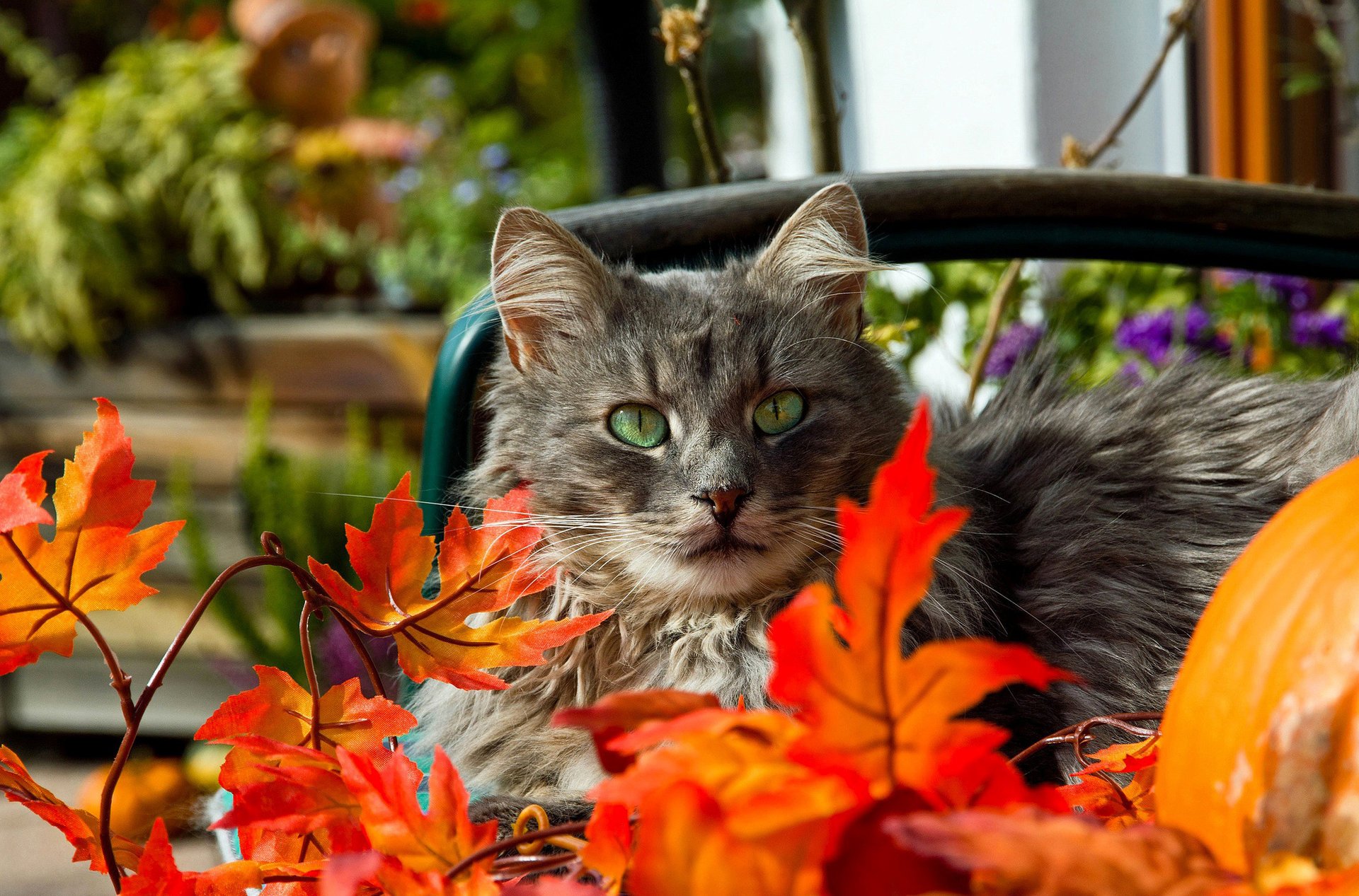 gatto verde baffi foglie grigio arancione occhi