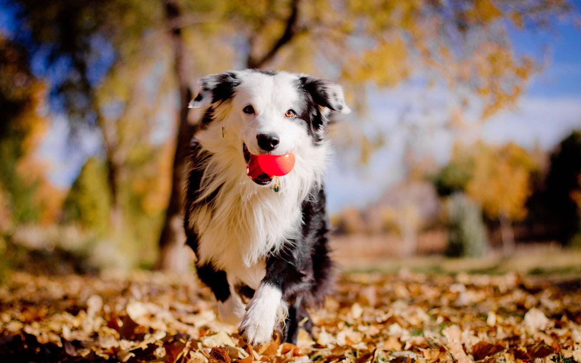 perro pelota otoño