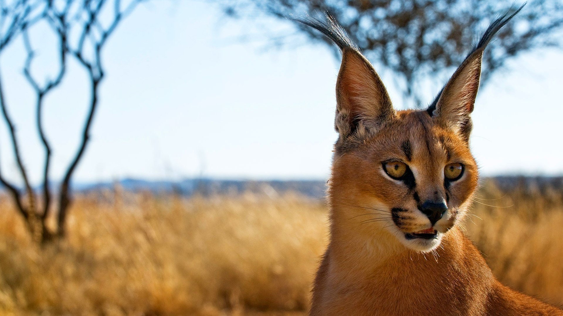 caracal caracal depredador orejas lince estepario hocico