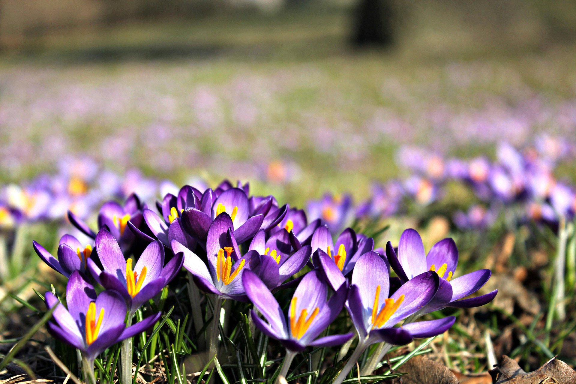 flowers crocuses nature purple spring grass field