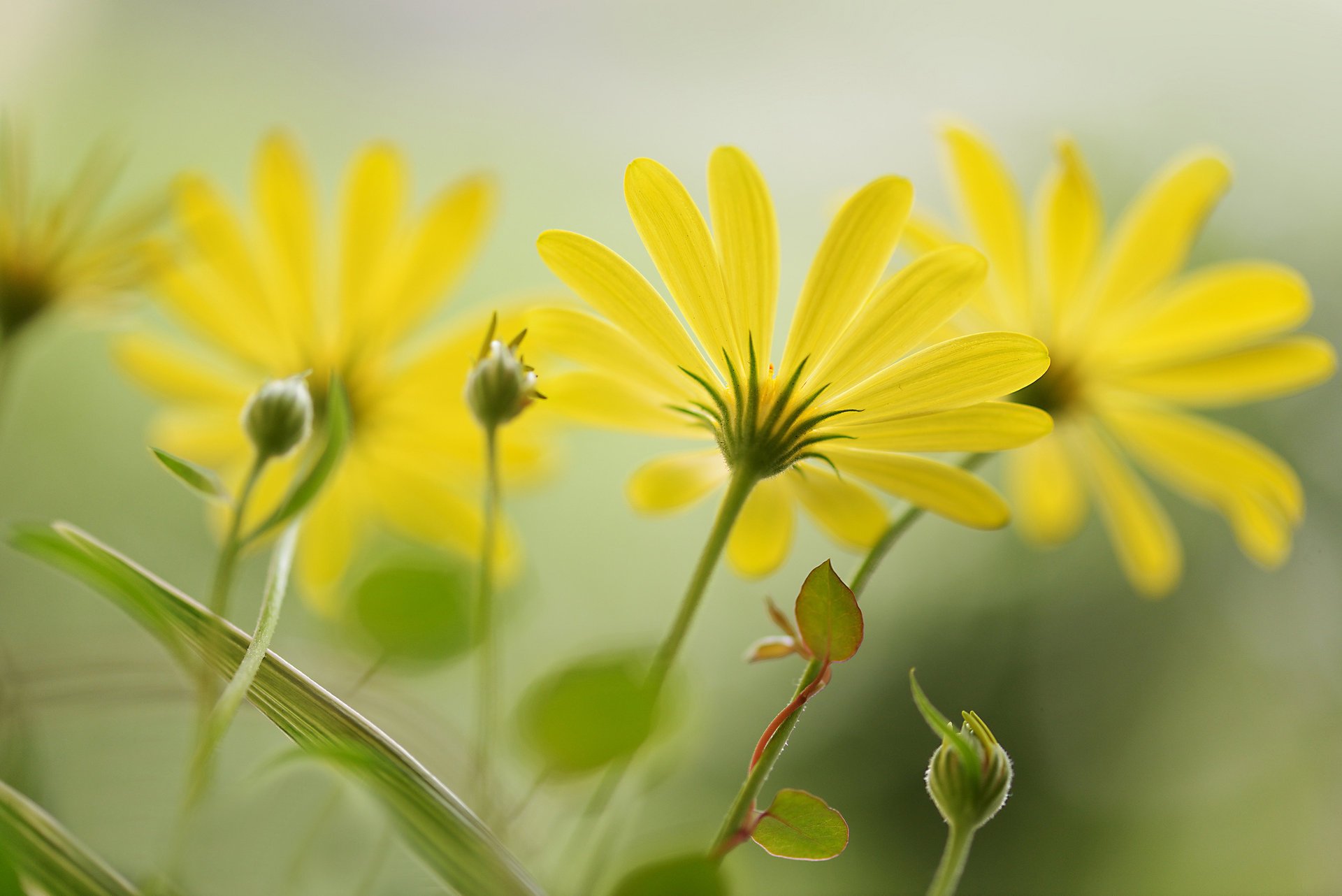 petali giallo sfondo fiori boccioli di fiori