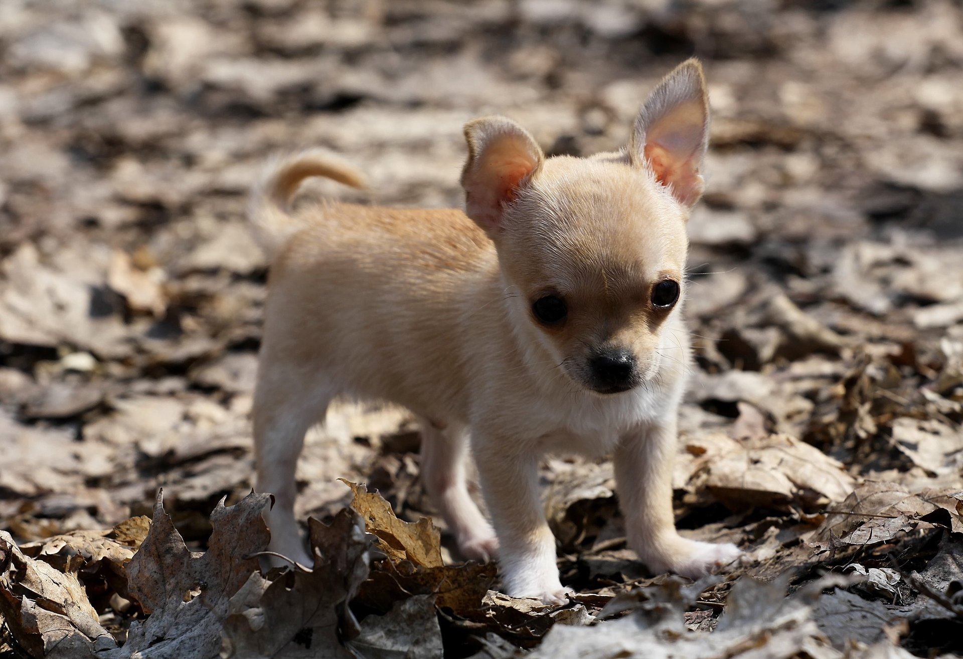 dog leaves chihuahua puppy