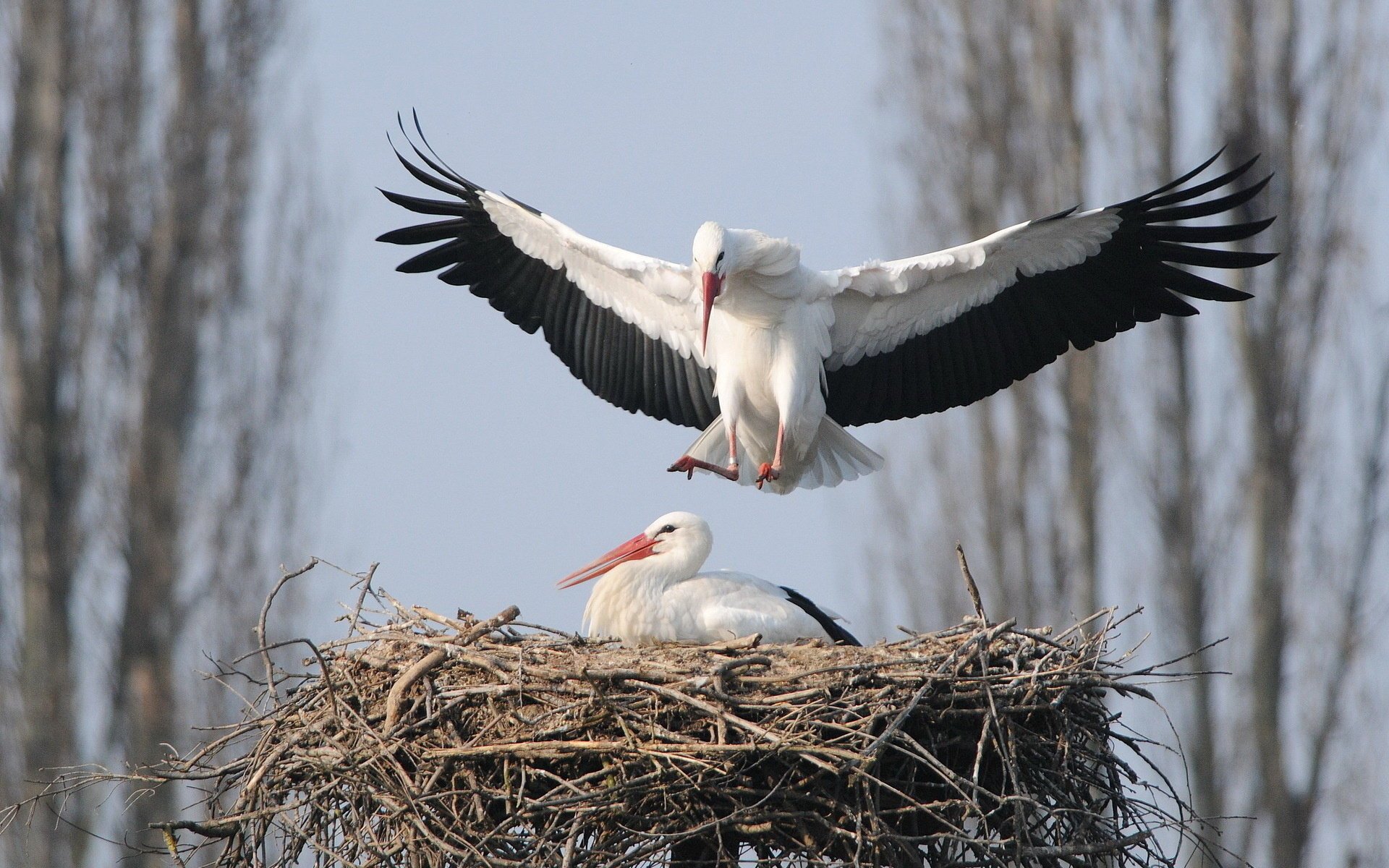 uccelli natura cicogne