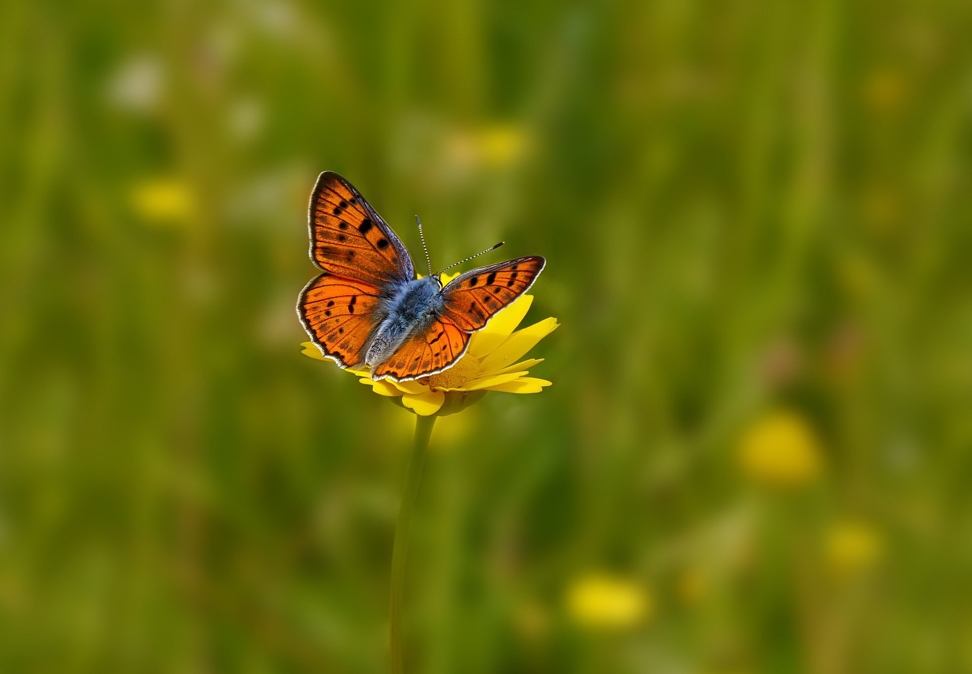 feld blumen hintergrund schmetterling blume gelb