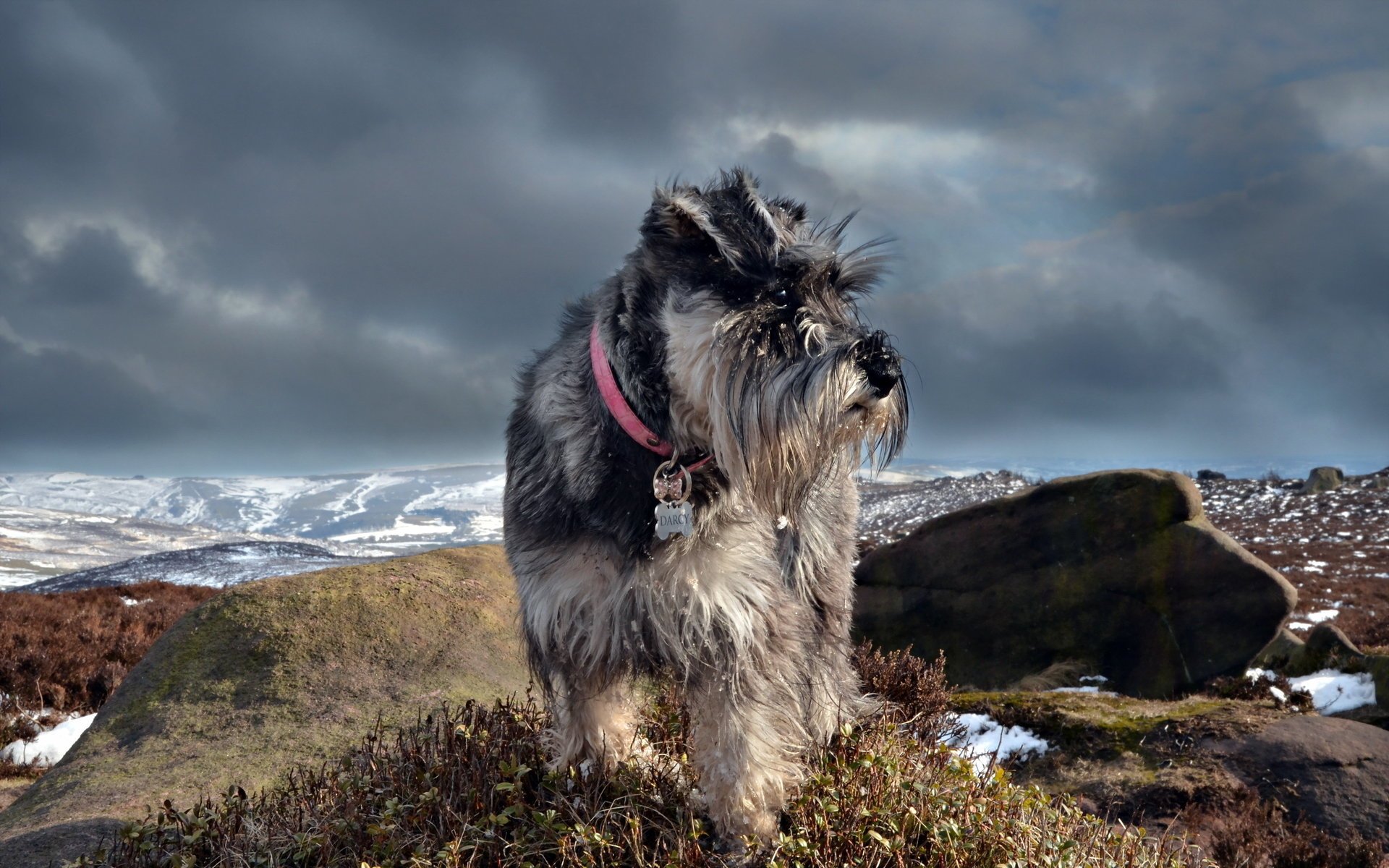 chnauzer chien nature