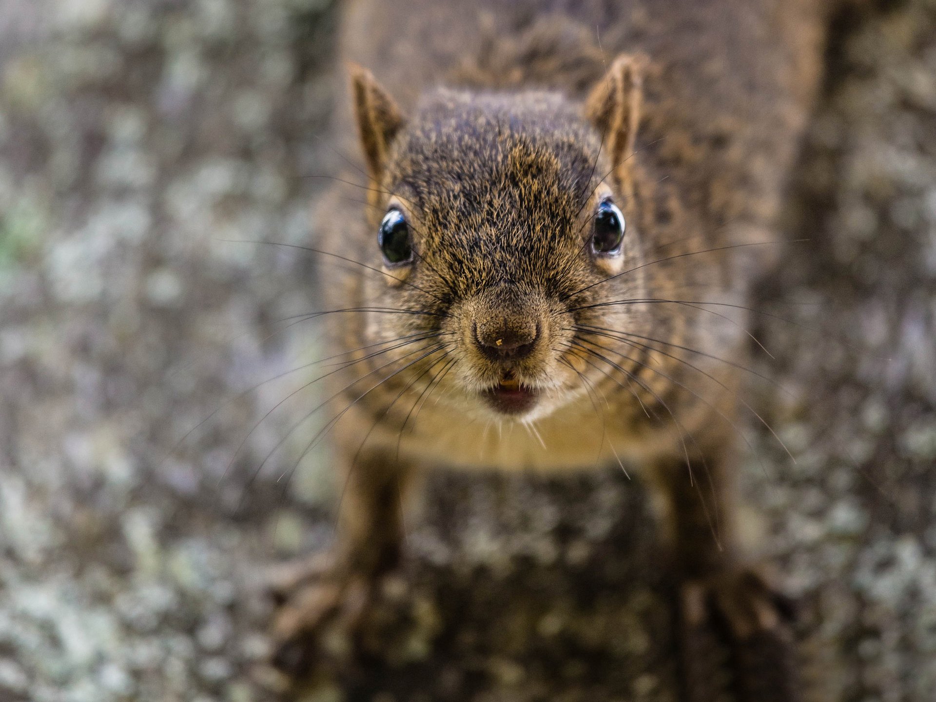 eichhörnchen porträt rothaarige hintergrund