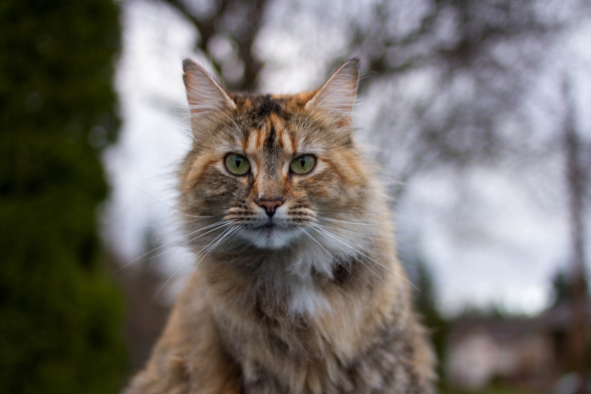 katze blick dreifarbig porträt hintergrund