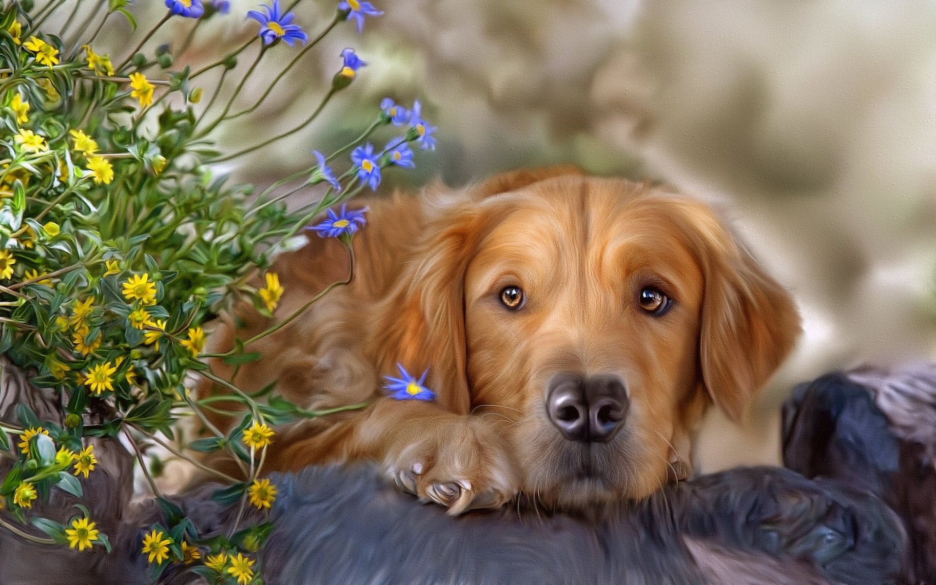 blumen hund textur