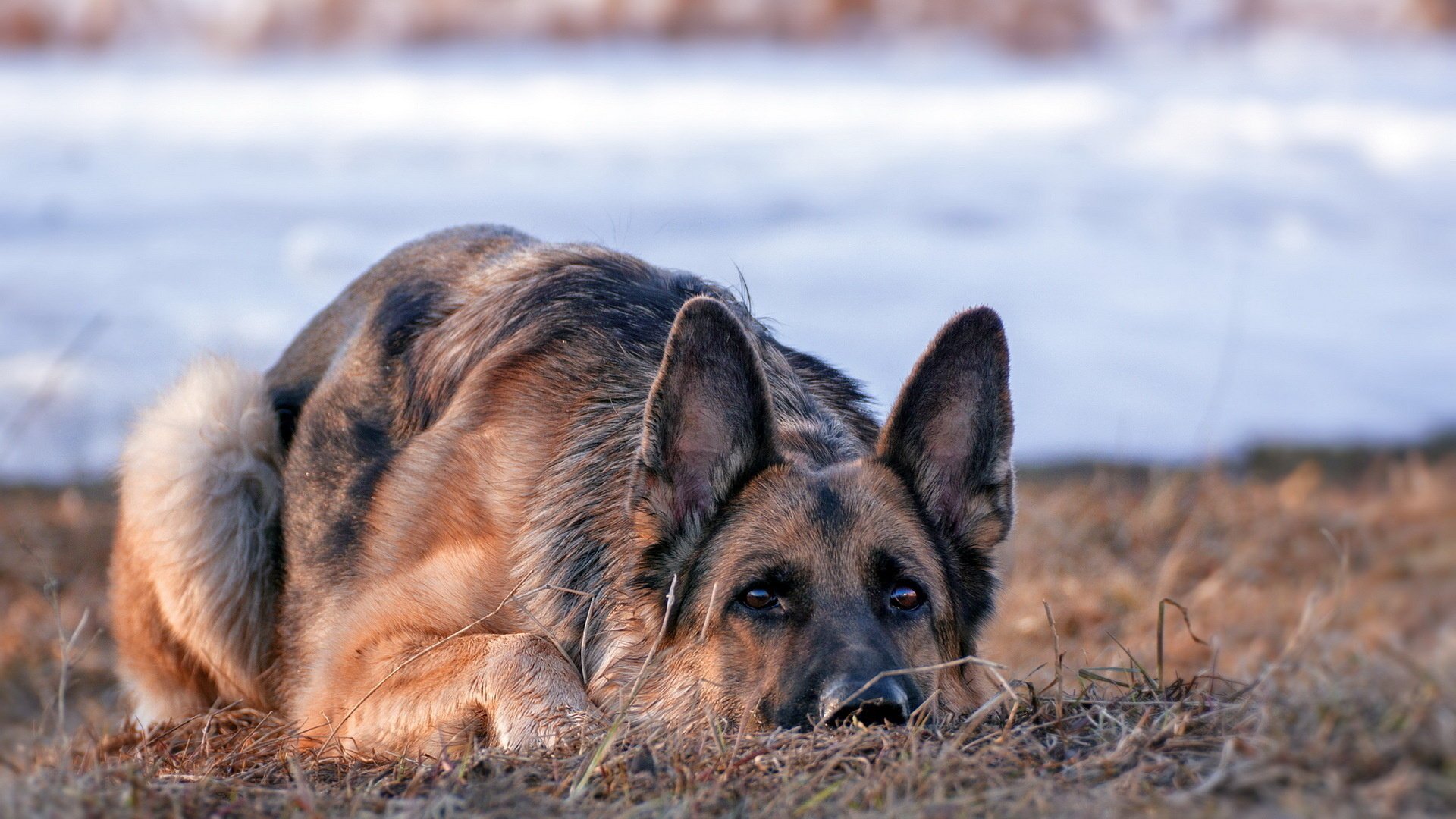 deutscher schäferhund freund blick hund