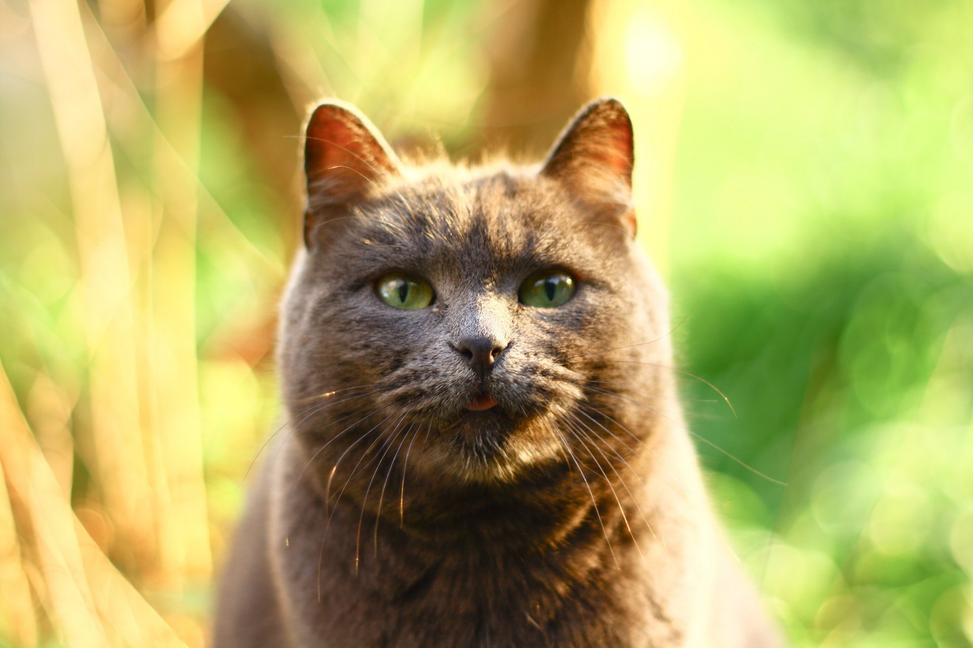 chat fond gris éblouissement