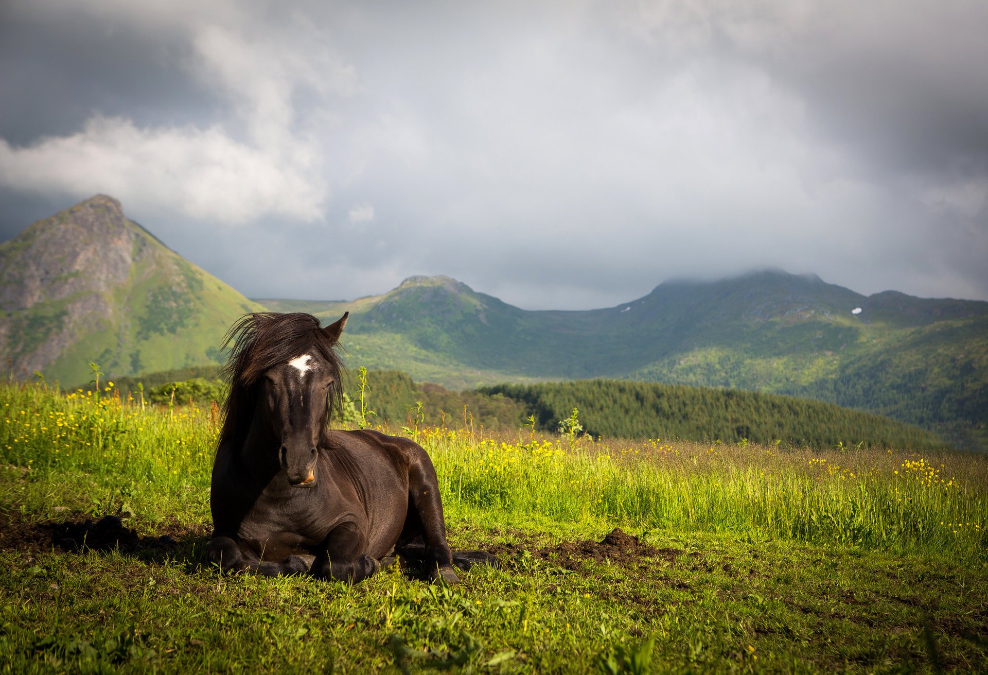 mountains meadow horse