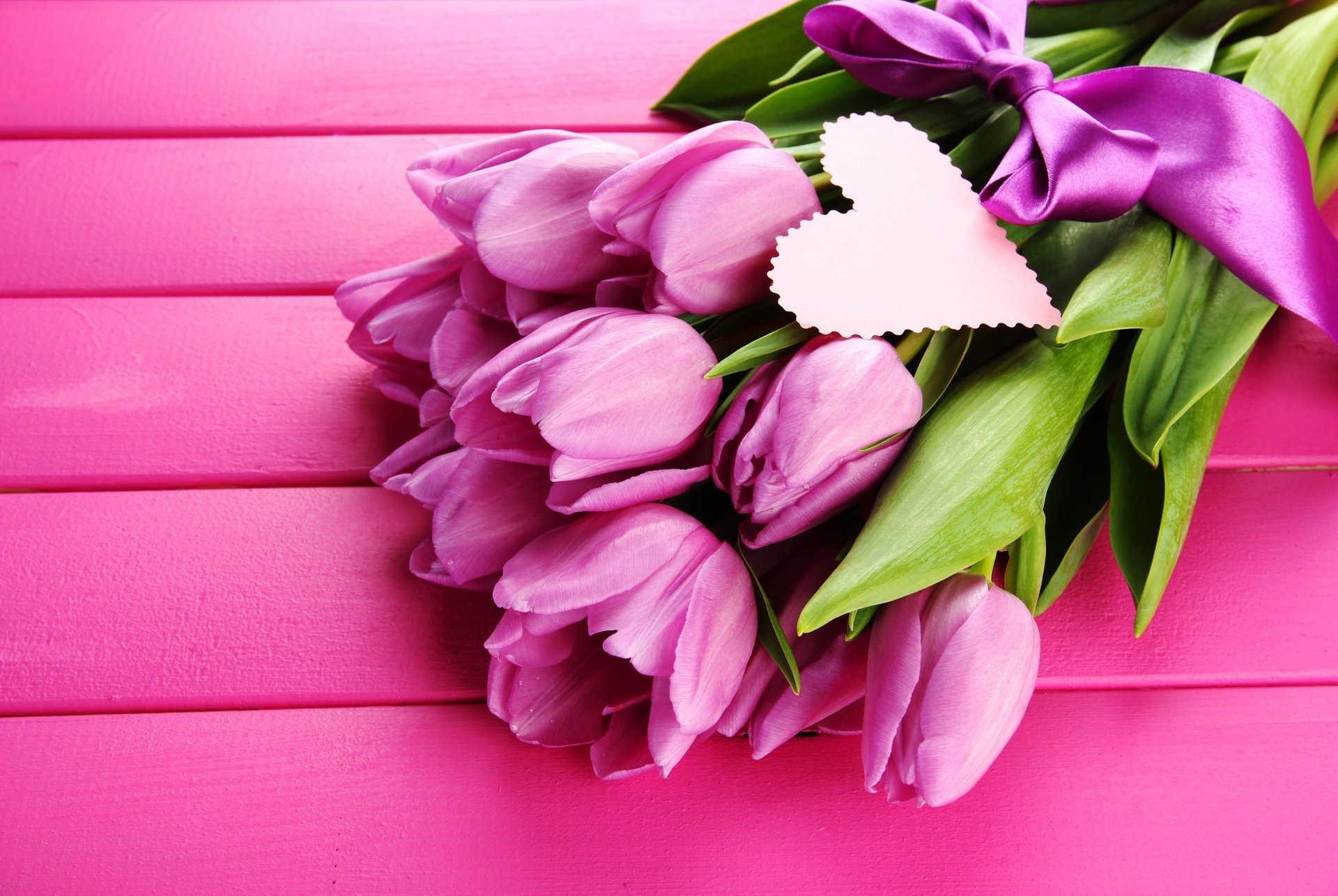 tulips flowers lilac pink bow purple