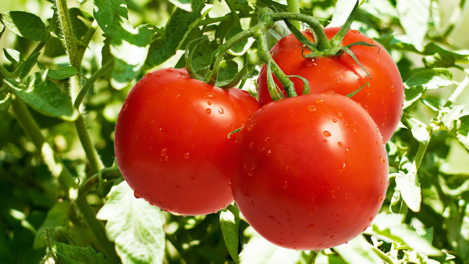 cama tomates tallos tomates verduras rojo