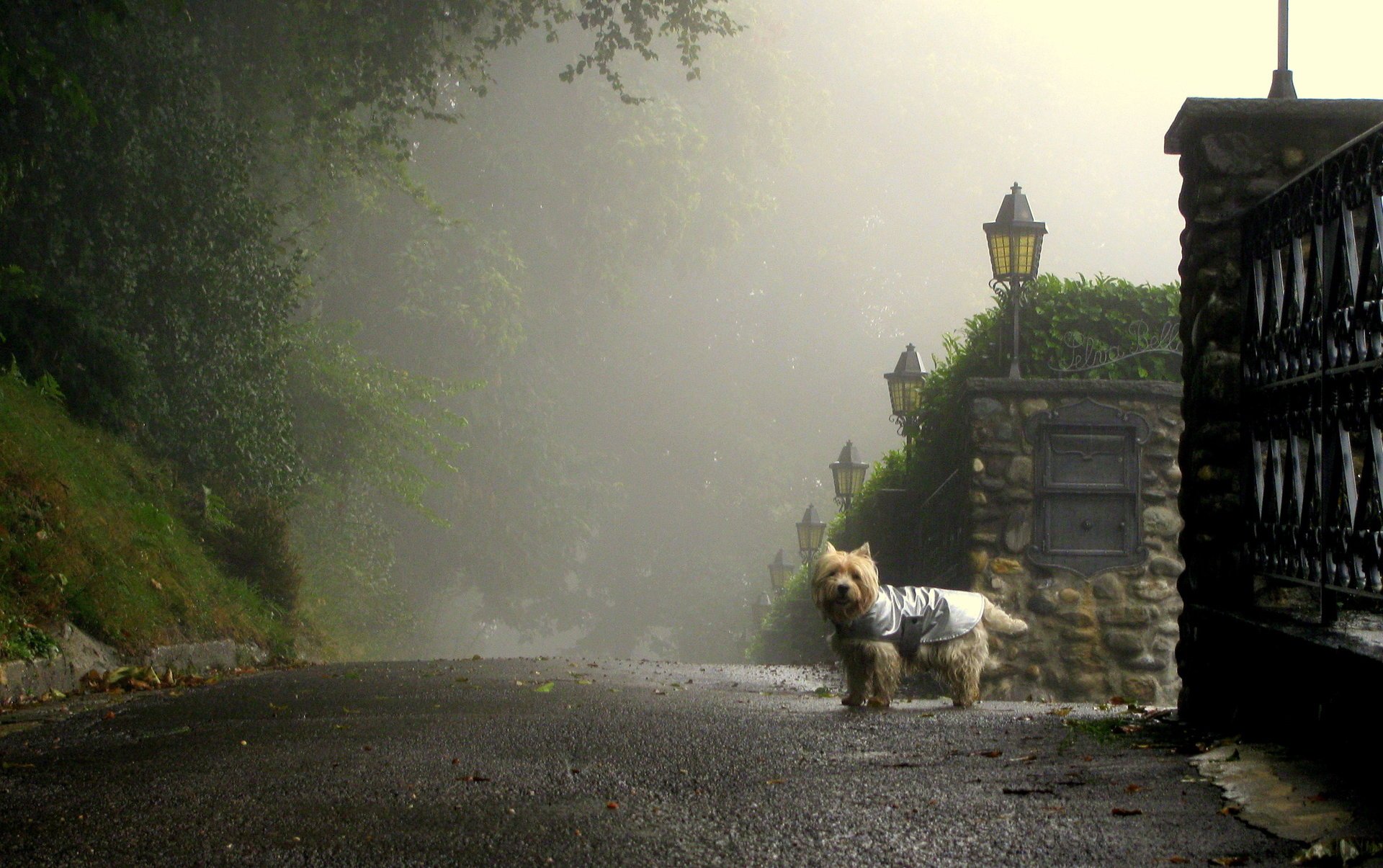 morning dog street road lanterns street fog