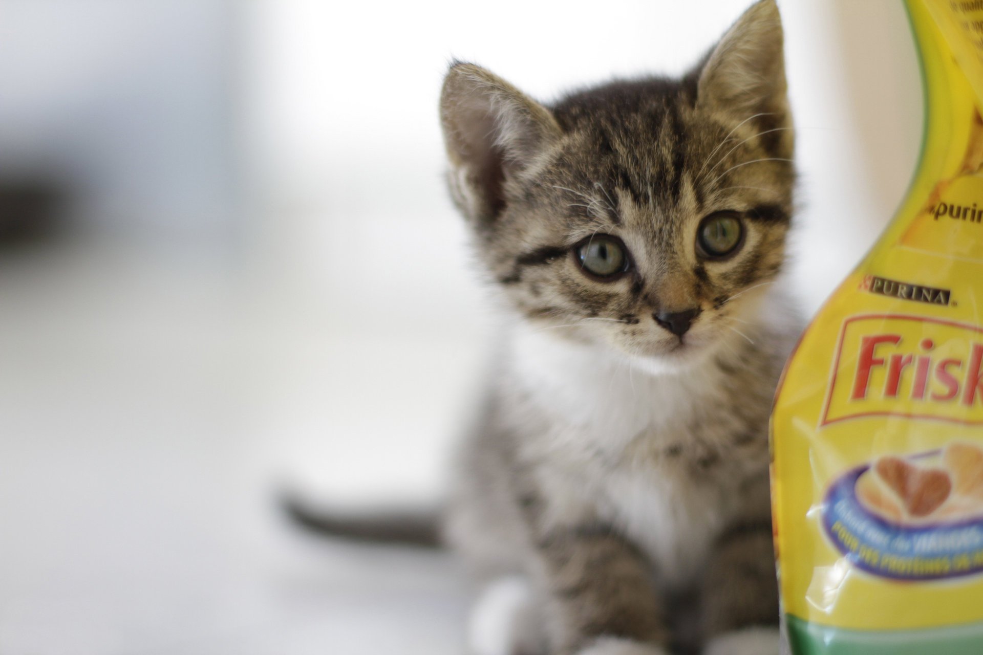 kätzchen futtermittel blick grau hintergrund