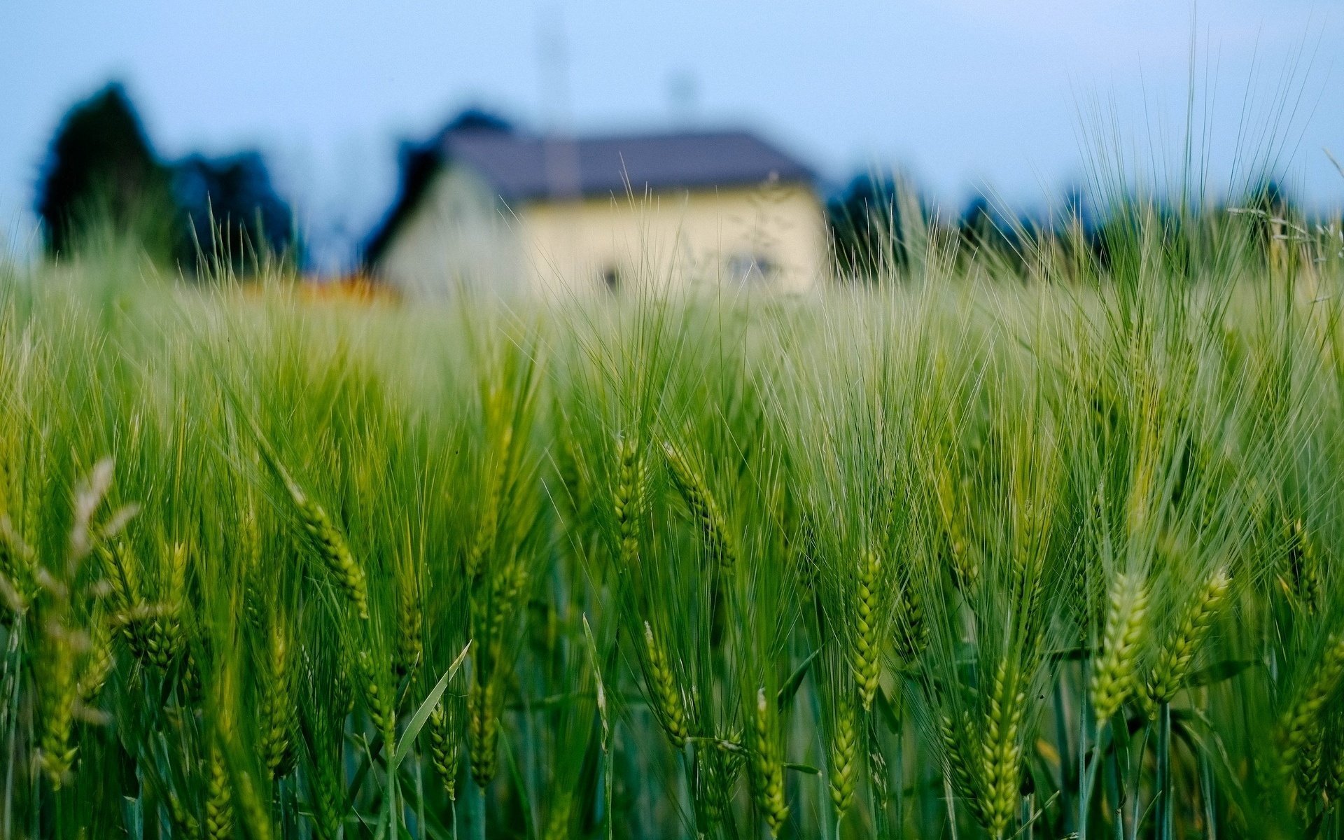 makro ohren ährchen roggen weizen haus feld hütte