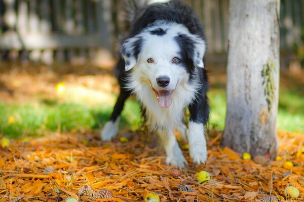 Der schwarz-weiße Hund schaut genau hin