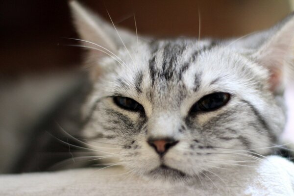 Lindo gato un poco cansado