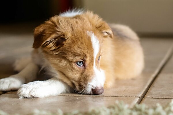 Lindo cachorro con ojos azules descansa en casa