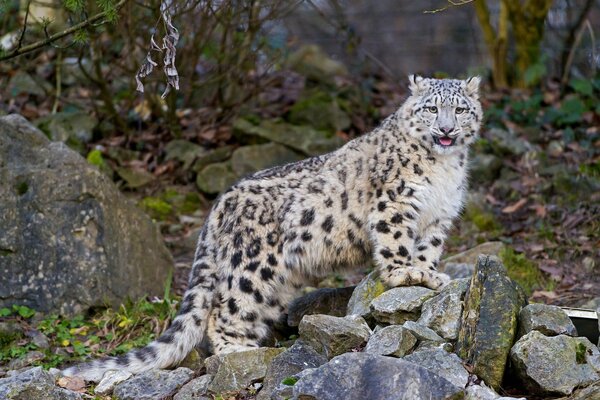 Snow Leopard regarde autour de son territoire debout sur les rochers