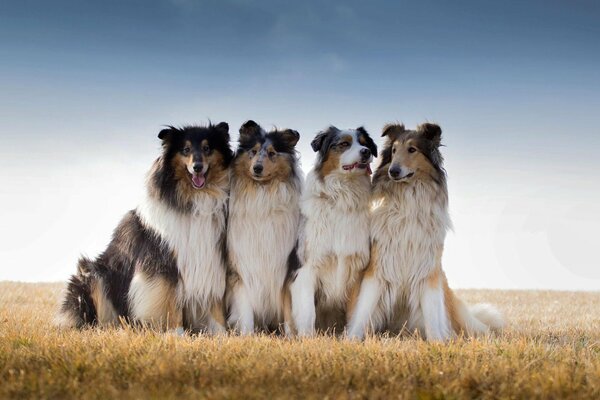 Collies Säule wird inmitten einer gemähten Wiese fotografiert