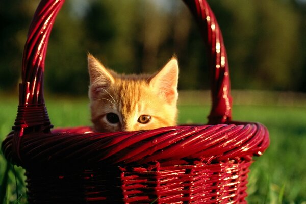 Gatito rojo asomándose de una canasta roja