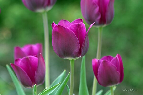 Purple spring tulips in magnification