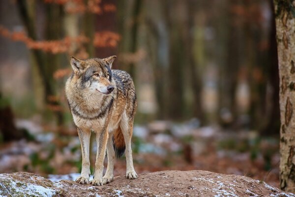 Un lobo contra un bosque y un árbol