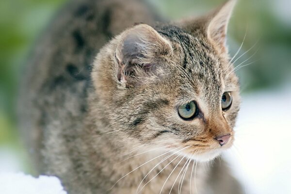 Полосатый котёнок гуляет по рыхлому снегу