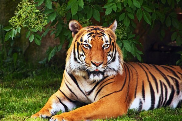 El temible tigre descansa entre la espesa vegetación verde