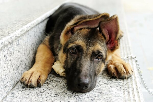 A shepherd puppy with big ears is lying on a step