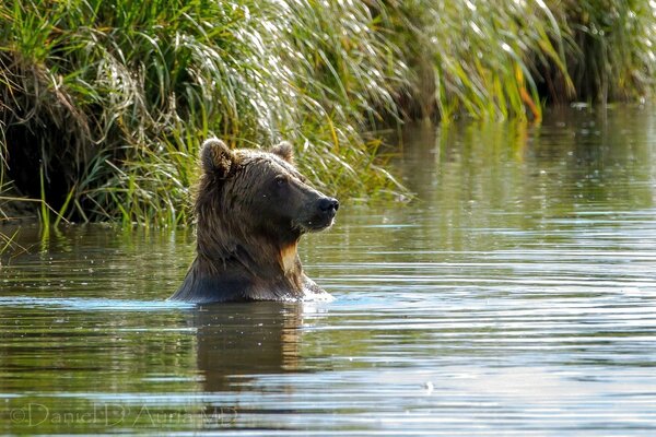 Ours brun baignant dans le lac