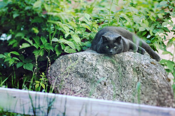 Eine schwarze Katze ruht friedlich auf einem Stein