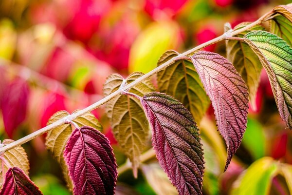 Die Blätter, die in allen Farben des Regenbogens schimmern, sind eingefroren