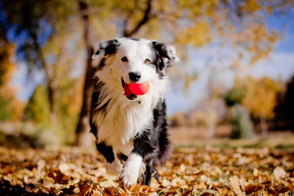 Hund spielt Ball bei einem Spaziergang im Herbstwald