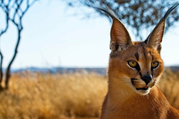 El lince de la estepa caracal en el fondo de la hierba amarilla