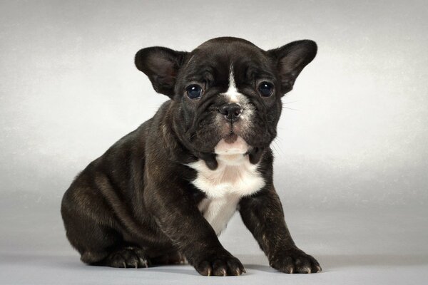 Cachorro de Bulldog francés blanco y negro sobre fondo blanco