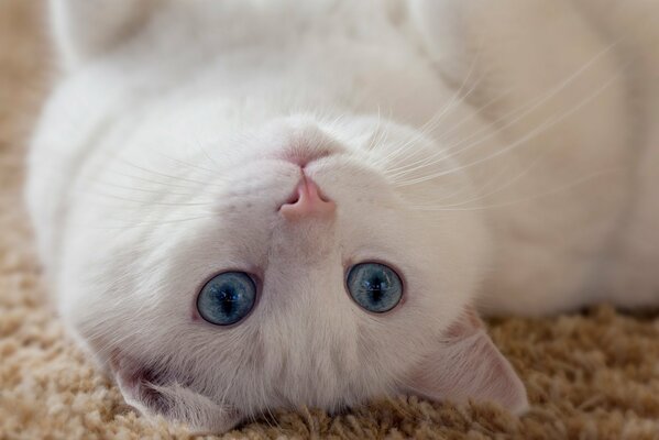 A playful white cat is lying on its back