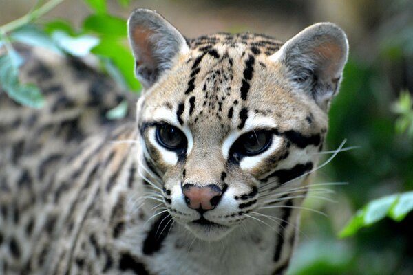 Ocelot head on a background of green foliage