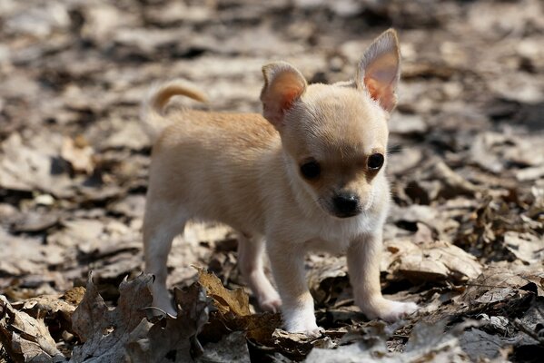 Ein kleiner Chihuahua-Welpe spaziert im Herbst im Park durch die Blätter