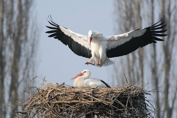 Storchenpaar im Nest vor Naturhintergrund