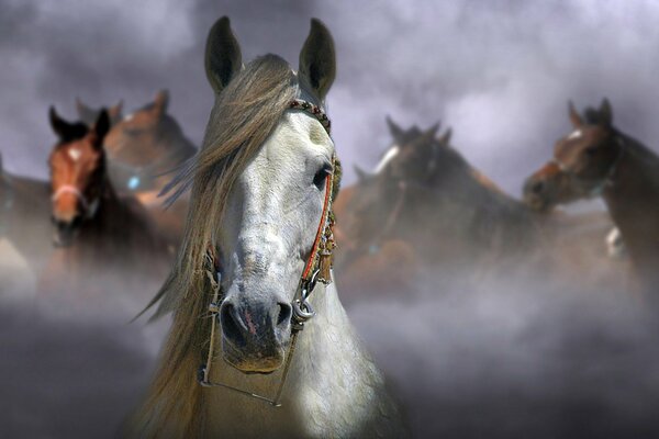 Caballo gris en el fondo de los caballos de nido