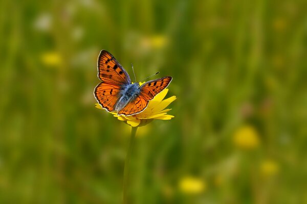 Mariposa, revoloteando sus alas, se sentó en una flor