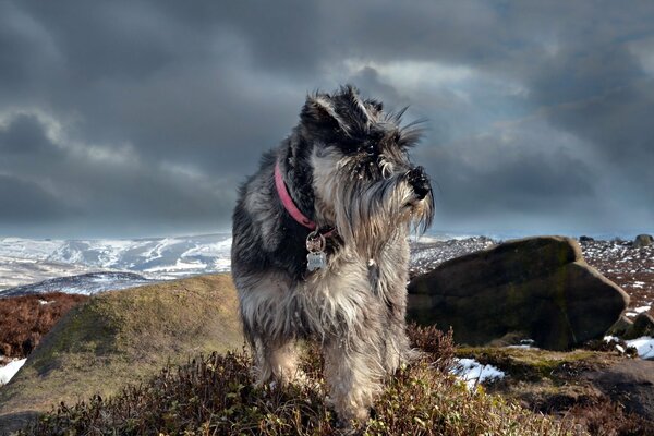 Der Hund steht vor dem Hintergrund der Berge. Wandern in der Natur