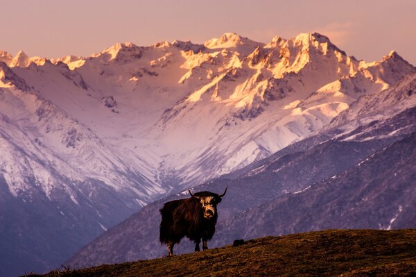 Yak steht spektakulär vor dem Hintergrund der Berge